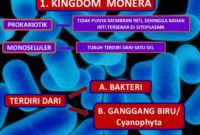 √Klasifikasi Kingdom Monera : Bentuk, Struktur , Contoh dan Cara Reproduksinya