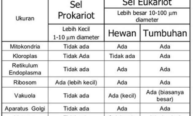 Perbedaan Prokariota Dan Eubariota Lengkapp