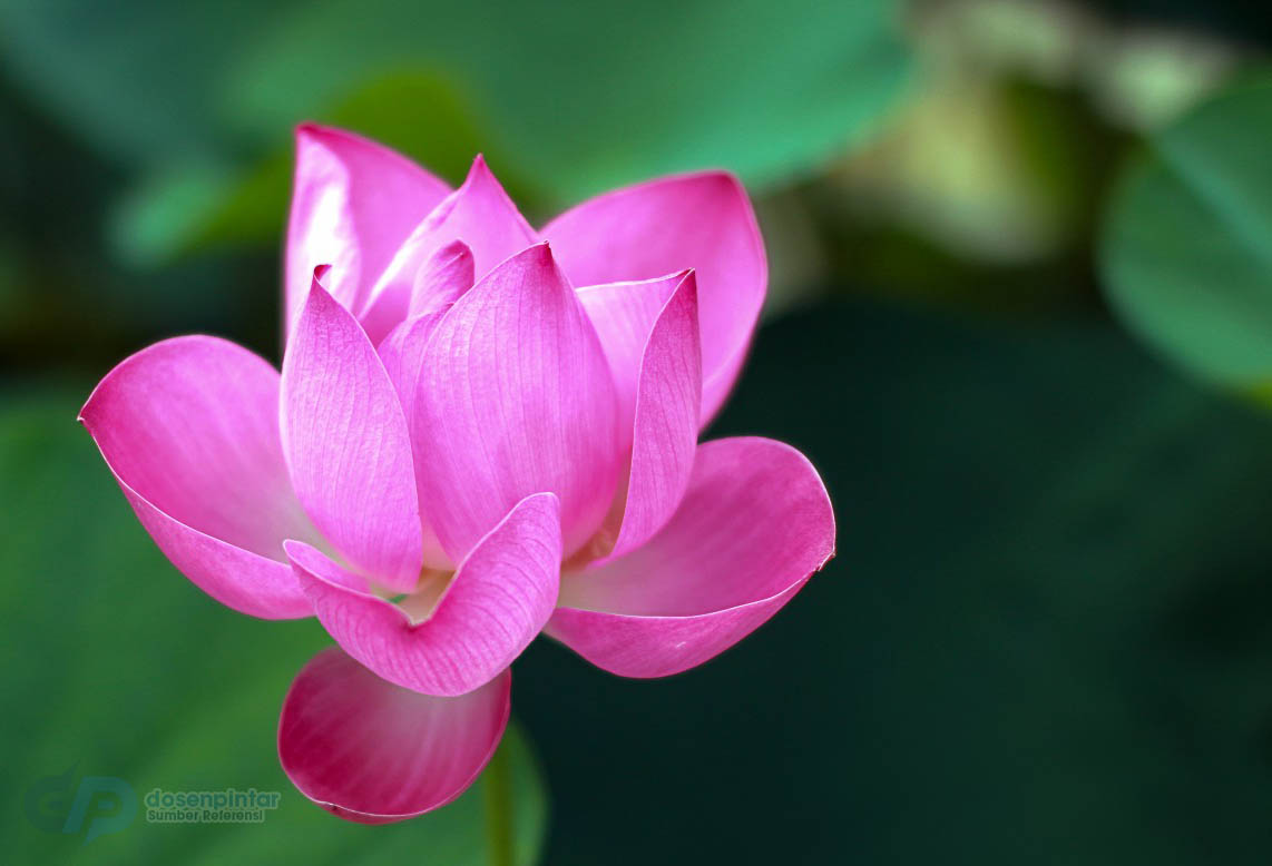 gambar bunga tulip cantik