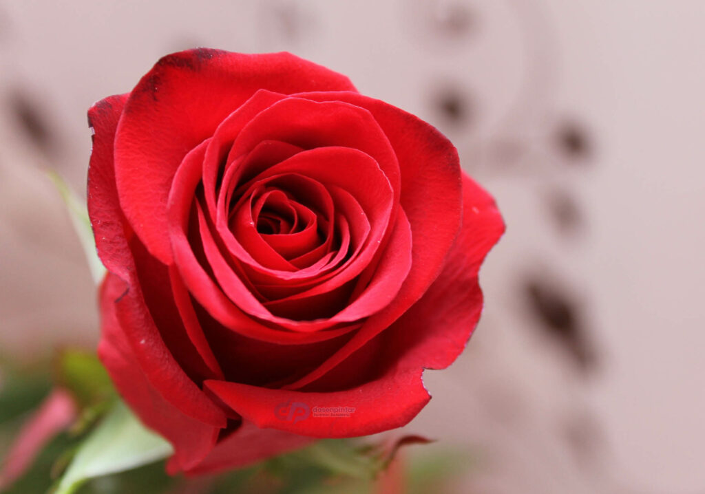 gambar bunga mawar merah
