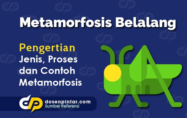 Metamorfosis Belalang - Jenis, Tahapan, Urutan, Siklus, Penjelasan |  dosenpintar.com