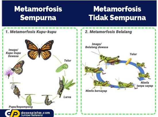 metamorfosis sempurna dan tidak sempurna